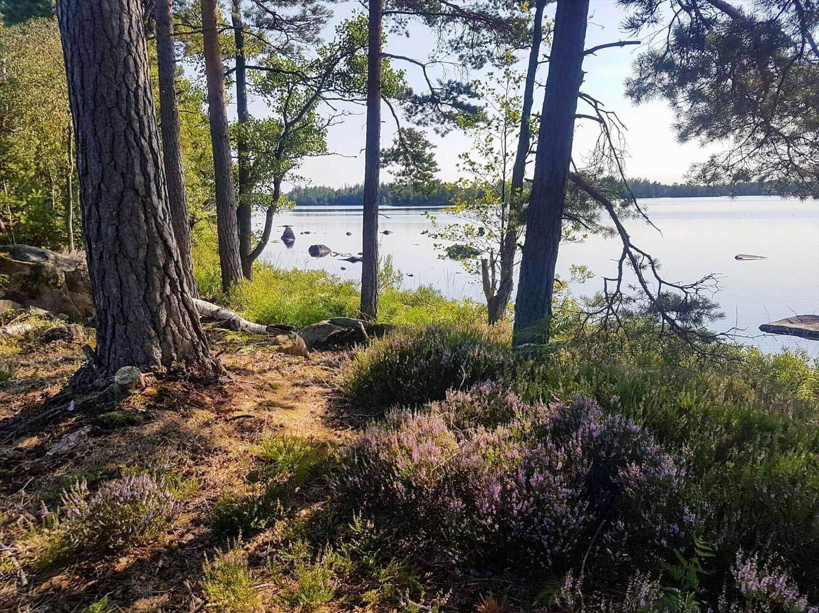 Waldweg am See mit Heide und Bäumen
