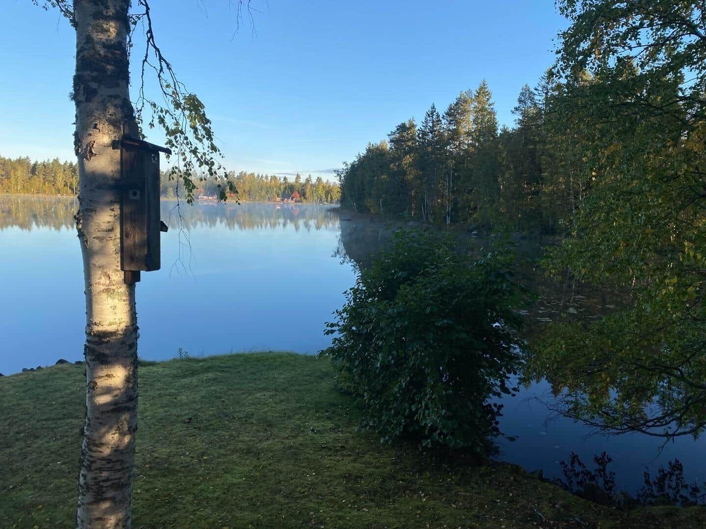 Seeufer mit Birke und Vogelhaus, Wald im Hintergrund