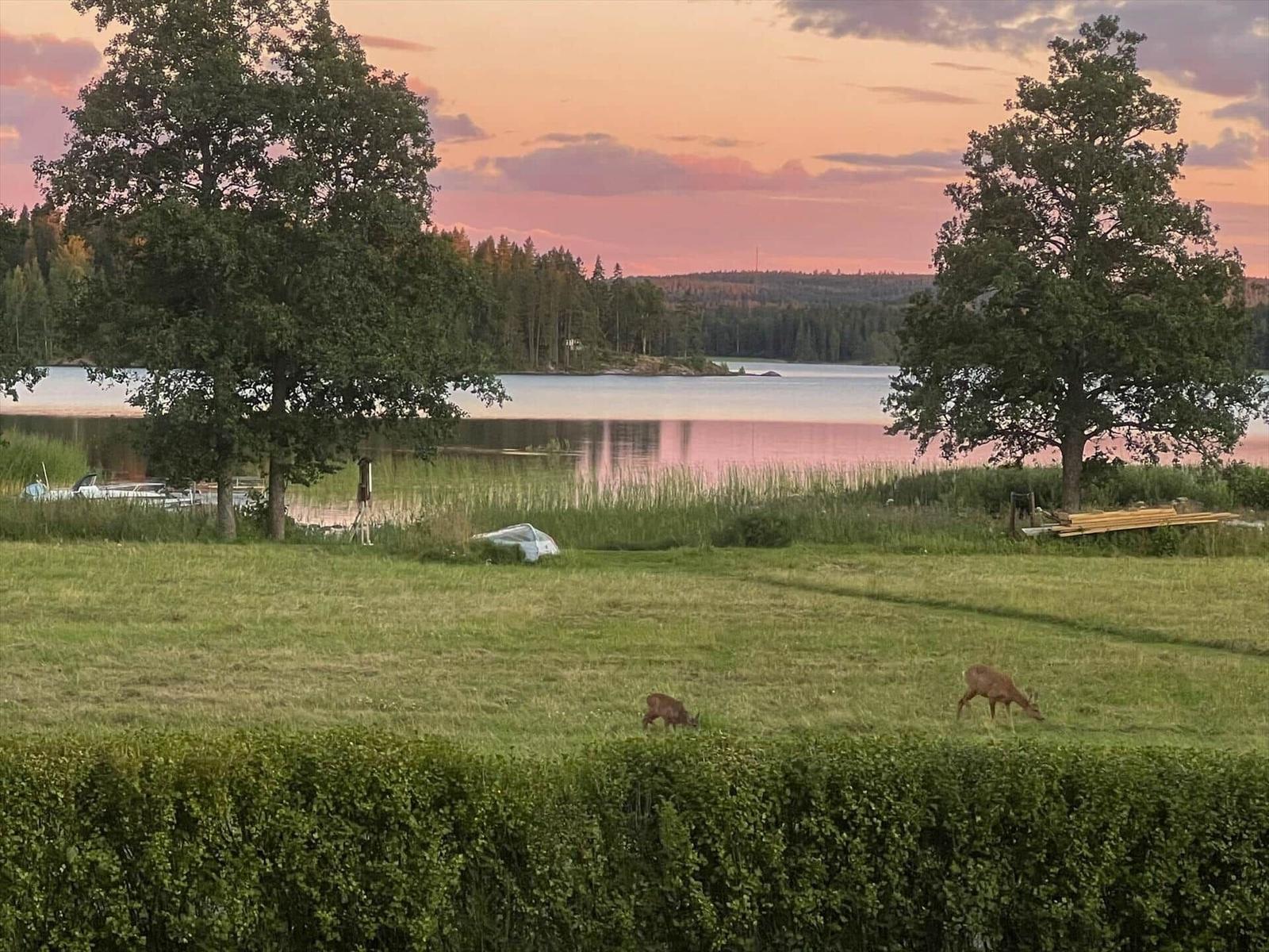 Zwei Hirsche grasen auf einer Wiese vor einem See bei Sonnenuntergang.