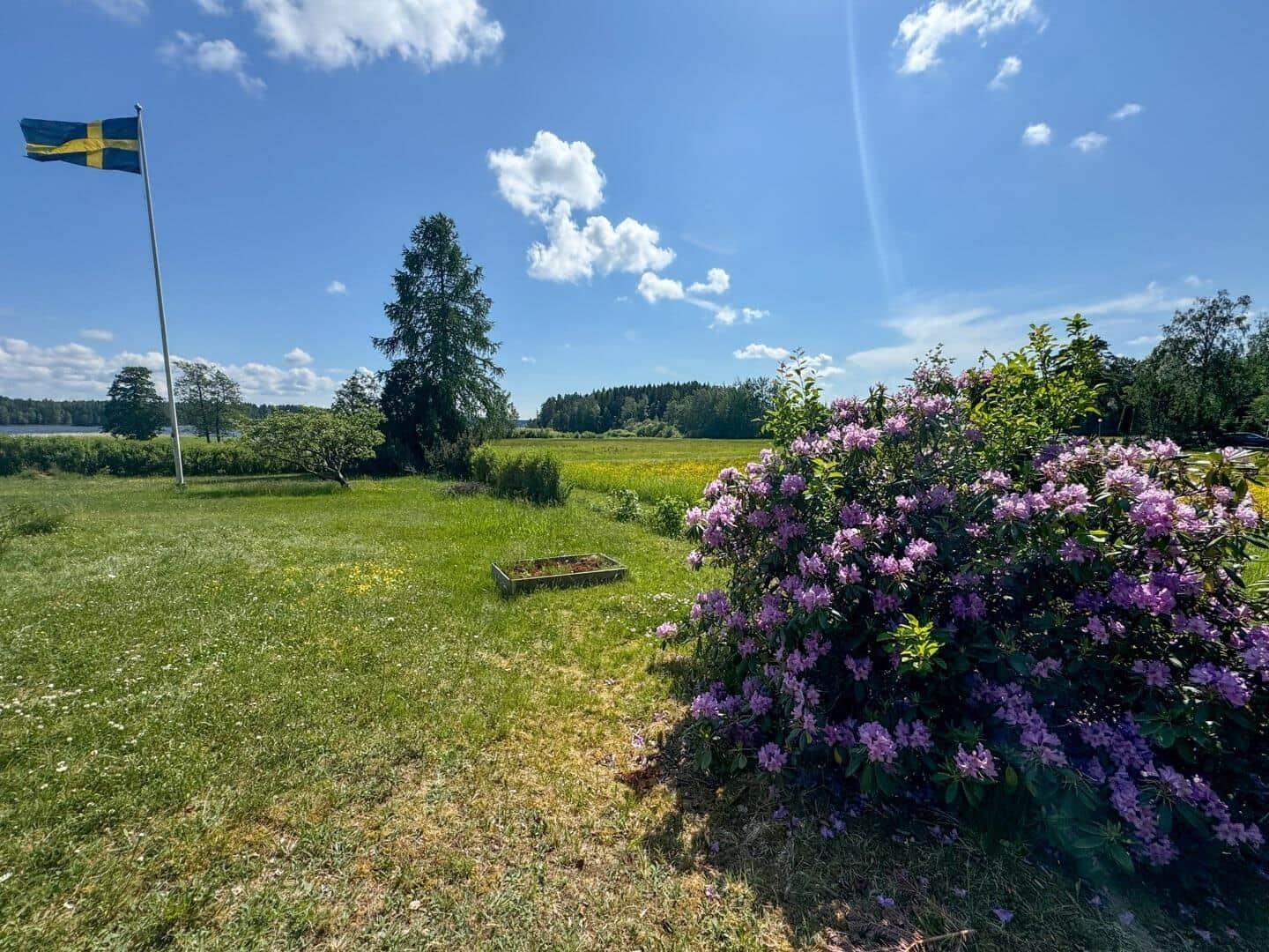 Grünes Feld mit blauem Himmel, schwedischer Flagge und lila Blütenbusch.