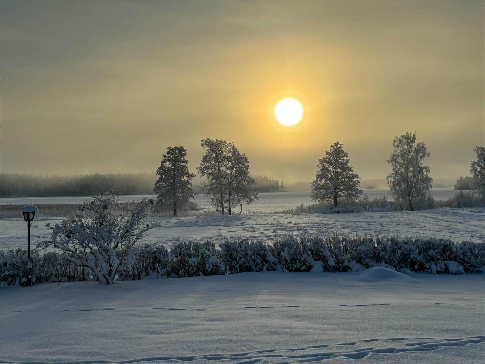 Schneebedecktes Feld mit Bäumen und Sonne am Himmel.