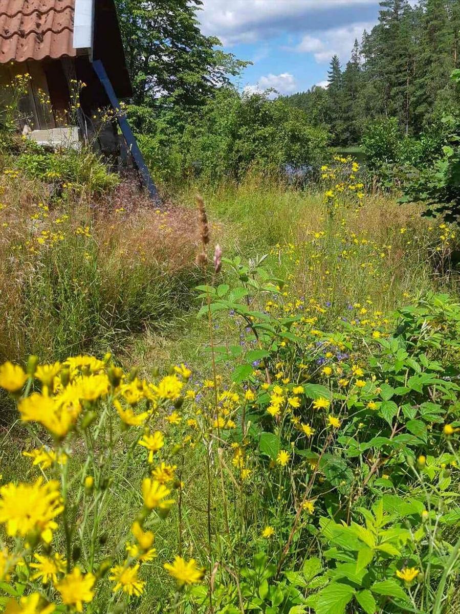 Haus mit Blumen und Wald im Hintergrund