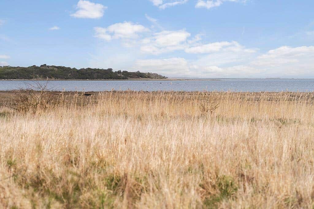 Weitläufiges Feld mit hohem Gras, Blick auf Wasser und bewaldeten Ufer.
