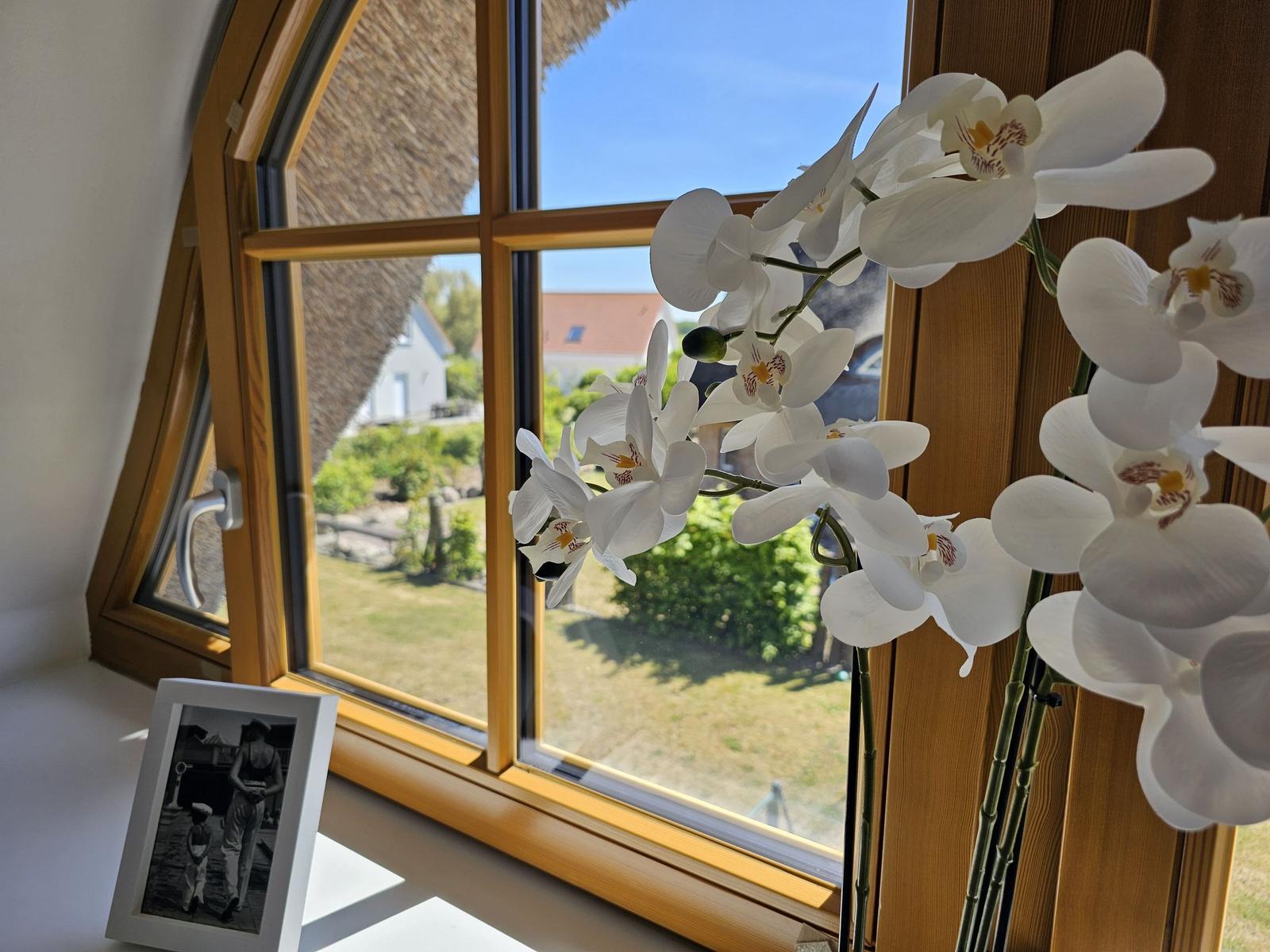 Blick aus Fenster mit Orchidee und Foto auf Fensterbank