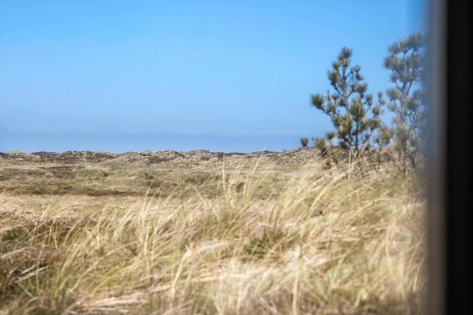 Dünenlandschaft mit Gras und Bäumen unter blauem Himmel