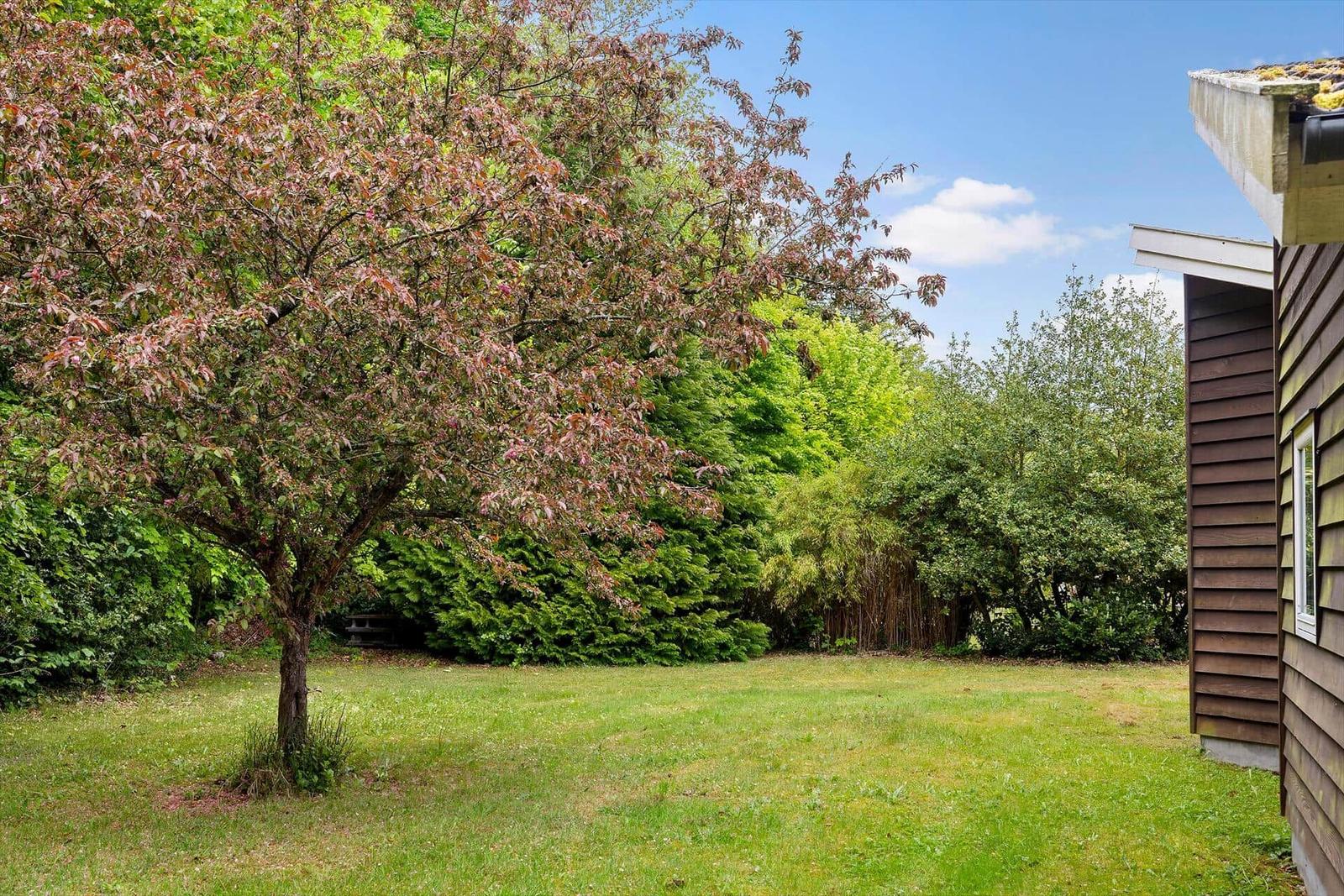 Grüner Garten mit Baum und Hauswand. Hinterhof mit Bäumen und Sträuchern.
