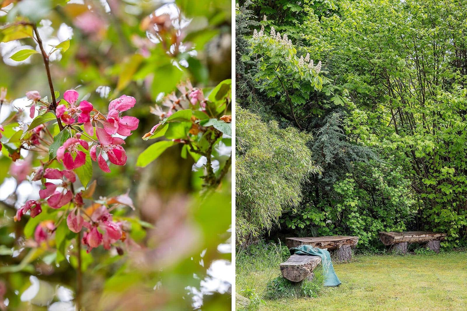 Blüten an einem Baum und rustikale Bänke im grünen Garten.