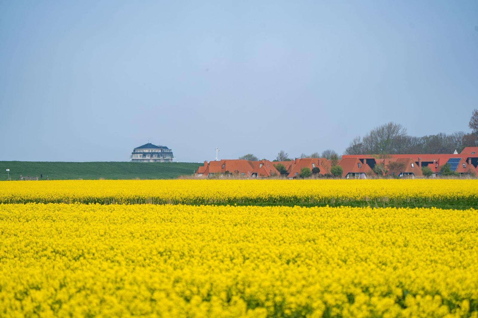 Gelbes Rapsfeld vor einem Dorf mit roten Dächern und einem Haus auf einer Anhöhe.