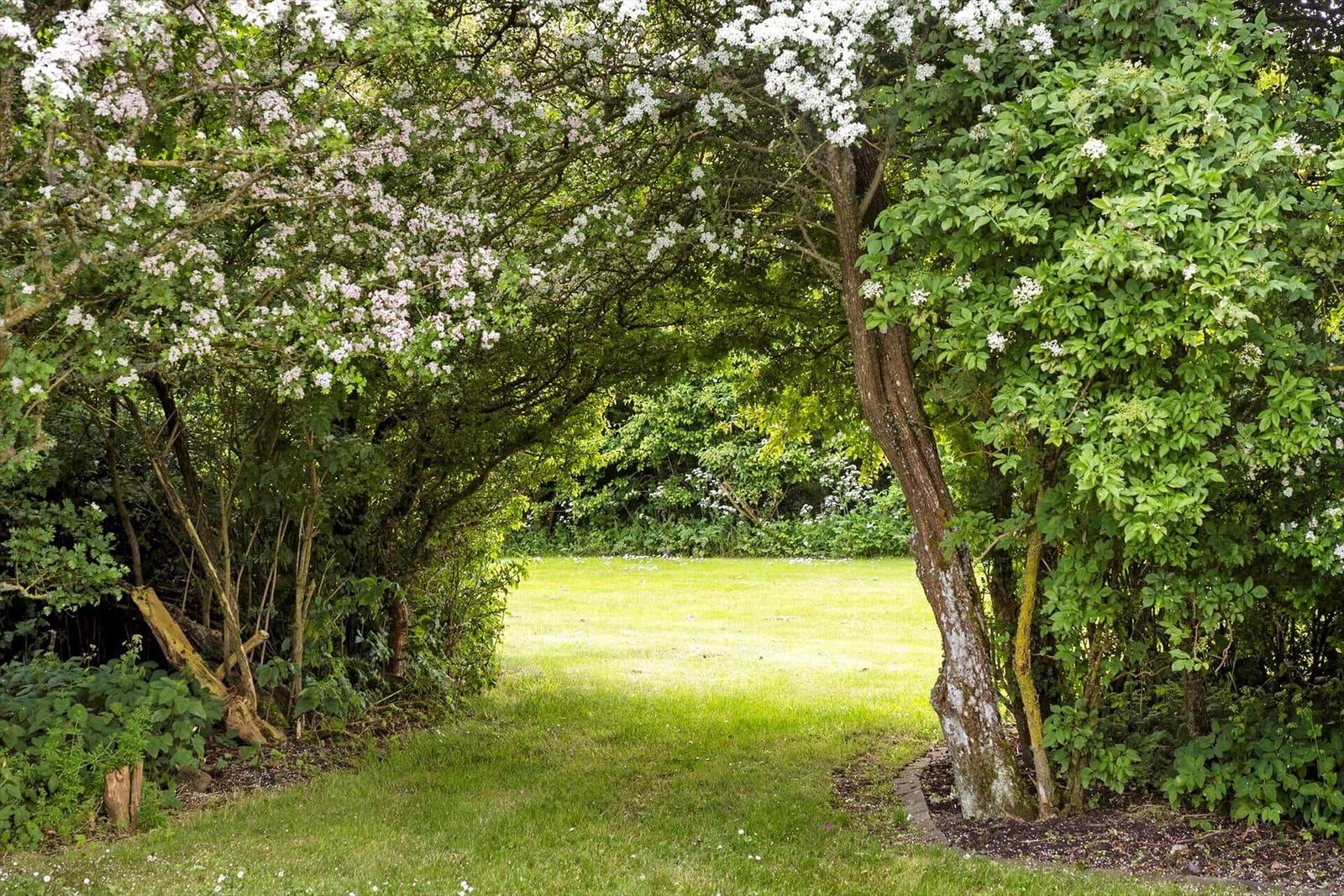 A path through flowering bushes leads to a green lawn.