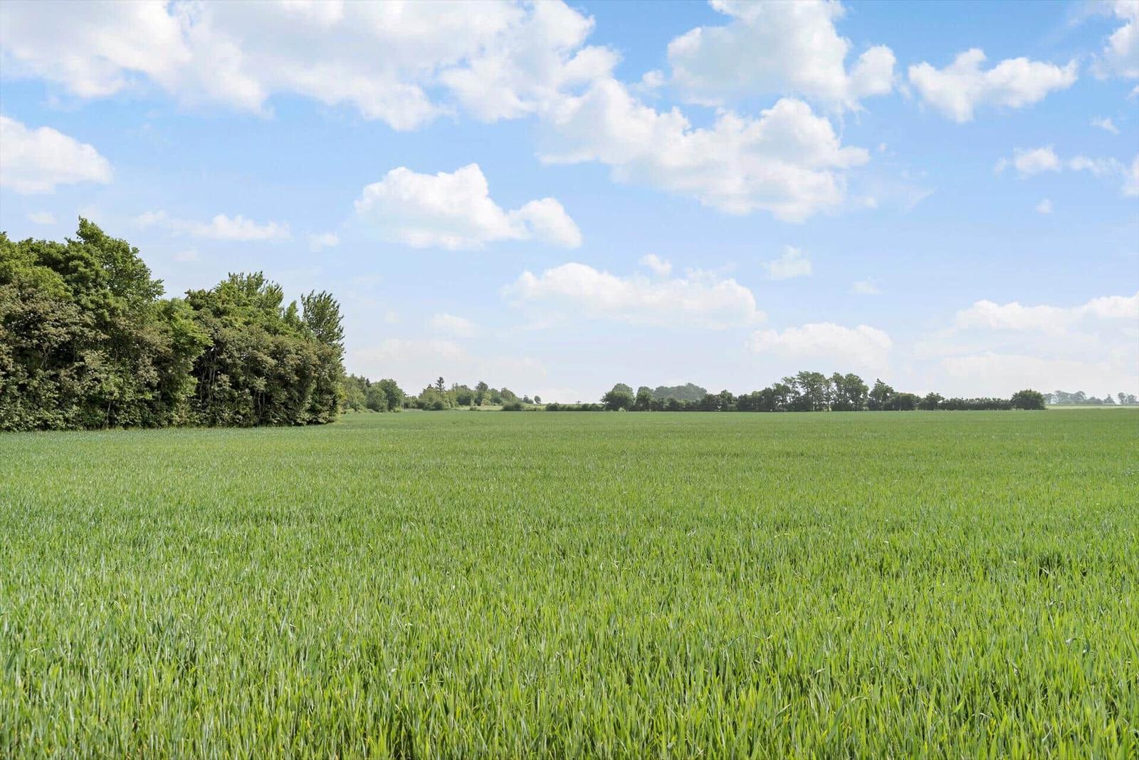 Weites grünes Feld unter blauem Himmel mit weißen Wolken und Bäumen am Horizont.