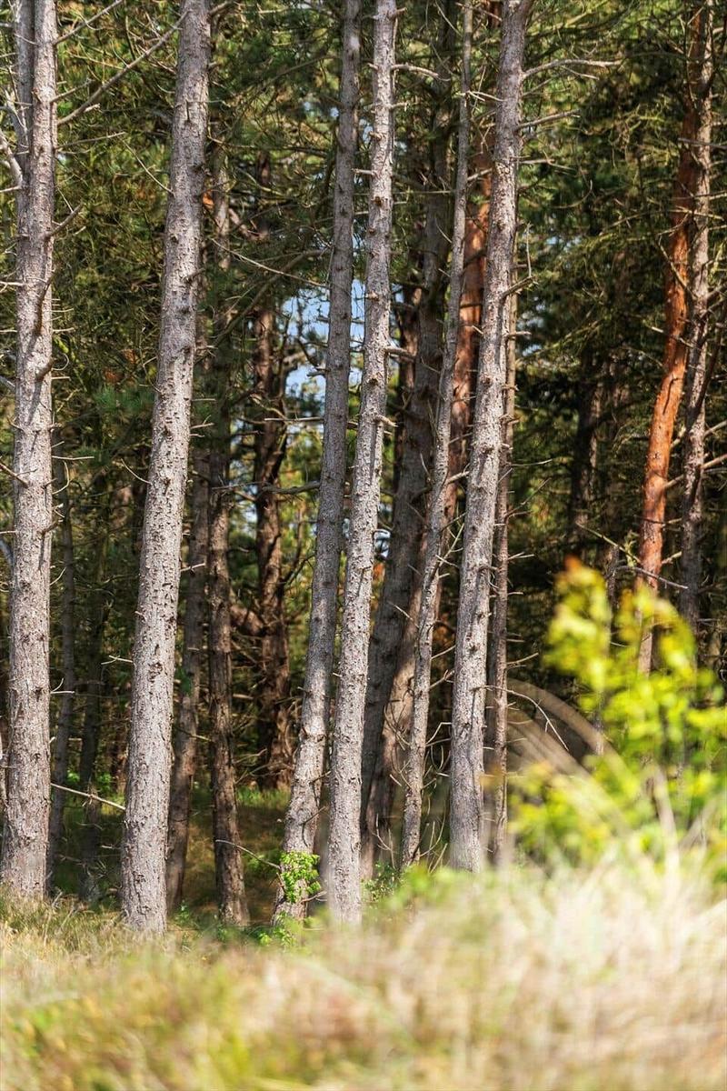 Hoch aufragende Baumstämme in einem dichten Wald mit grüner Vegetation im Vordergrund.
