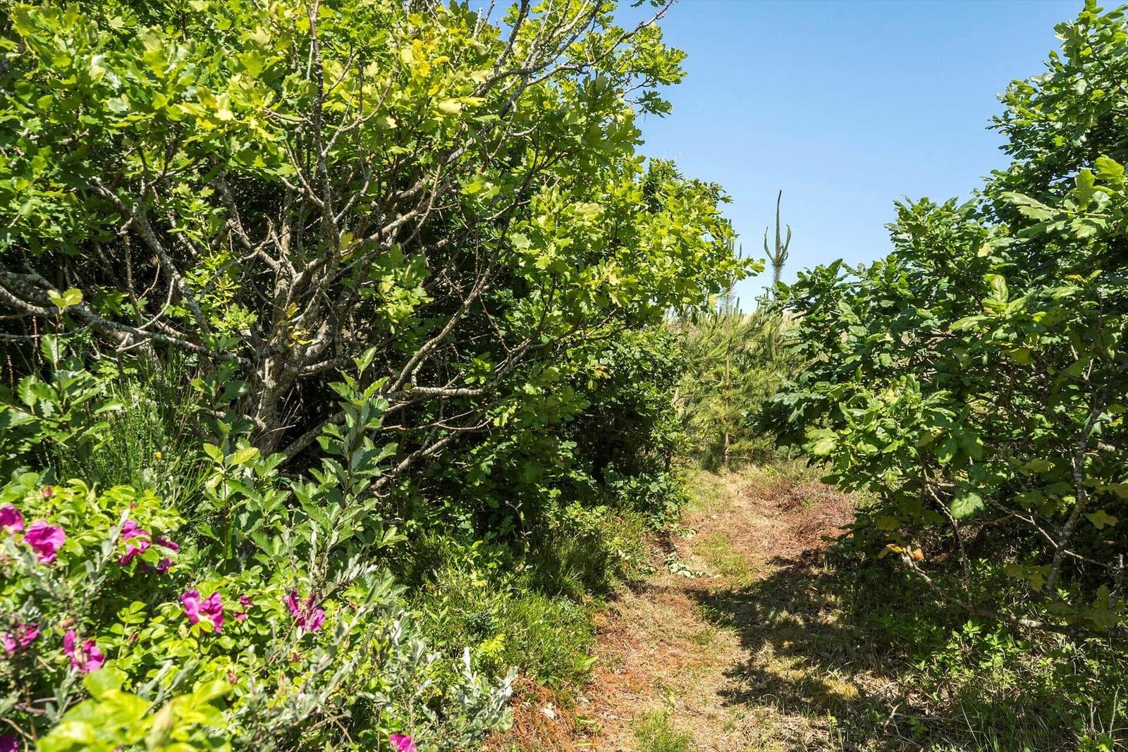 Weg durch dichten Wald mit rosa Blumen und blauem Himmel.