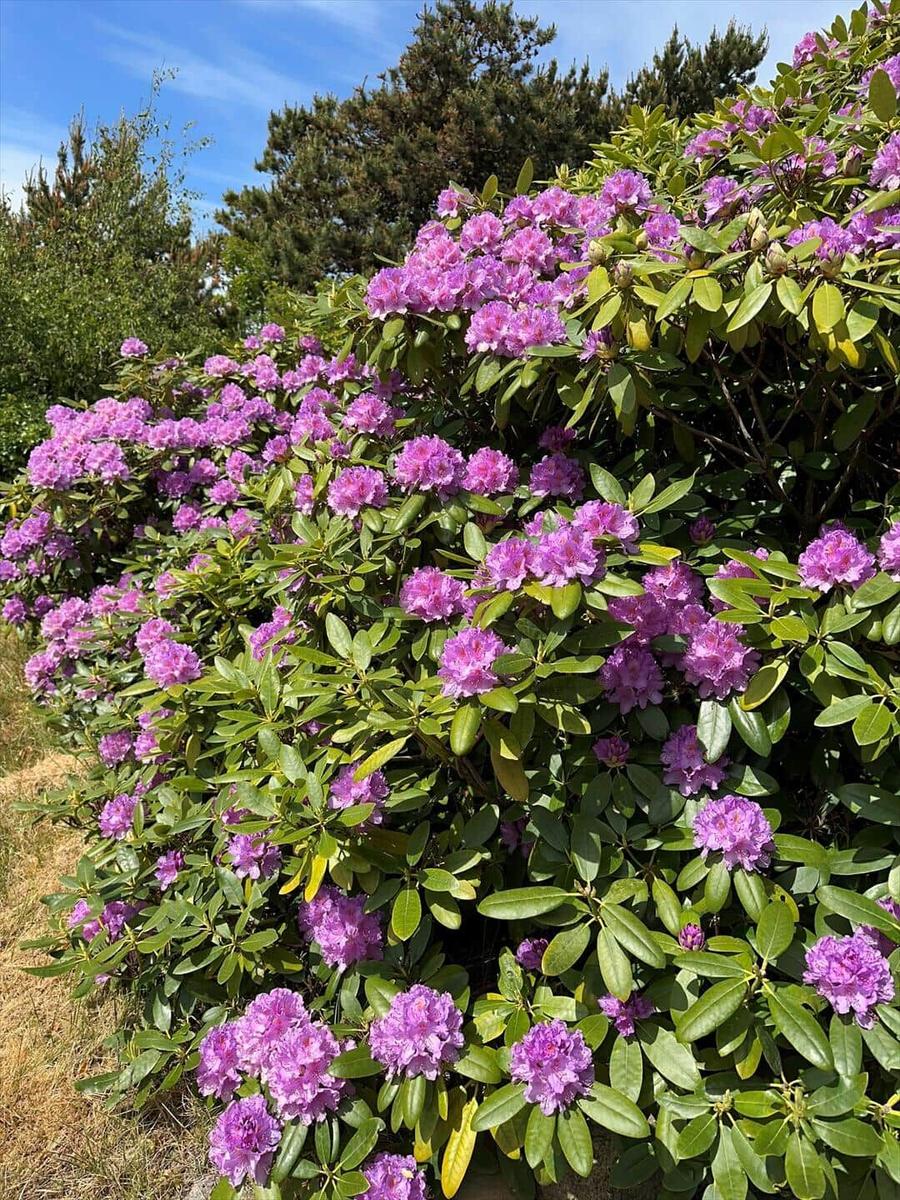 Lila Rhododendronblüten wachsen an einem grünen Strauch unter blauem Himmel.