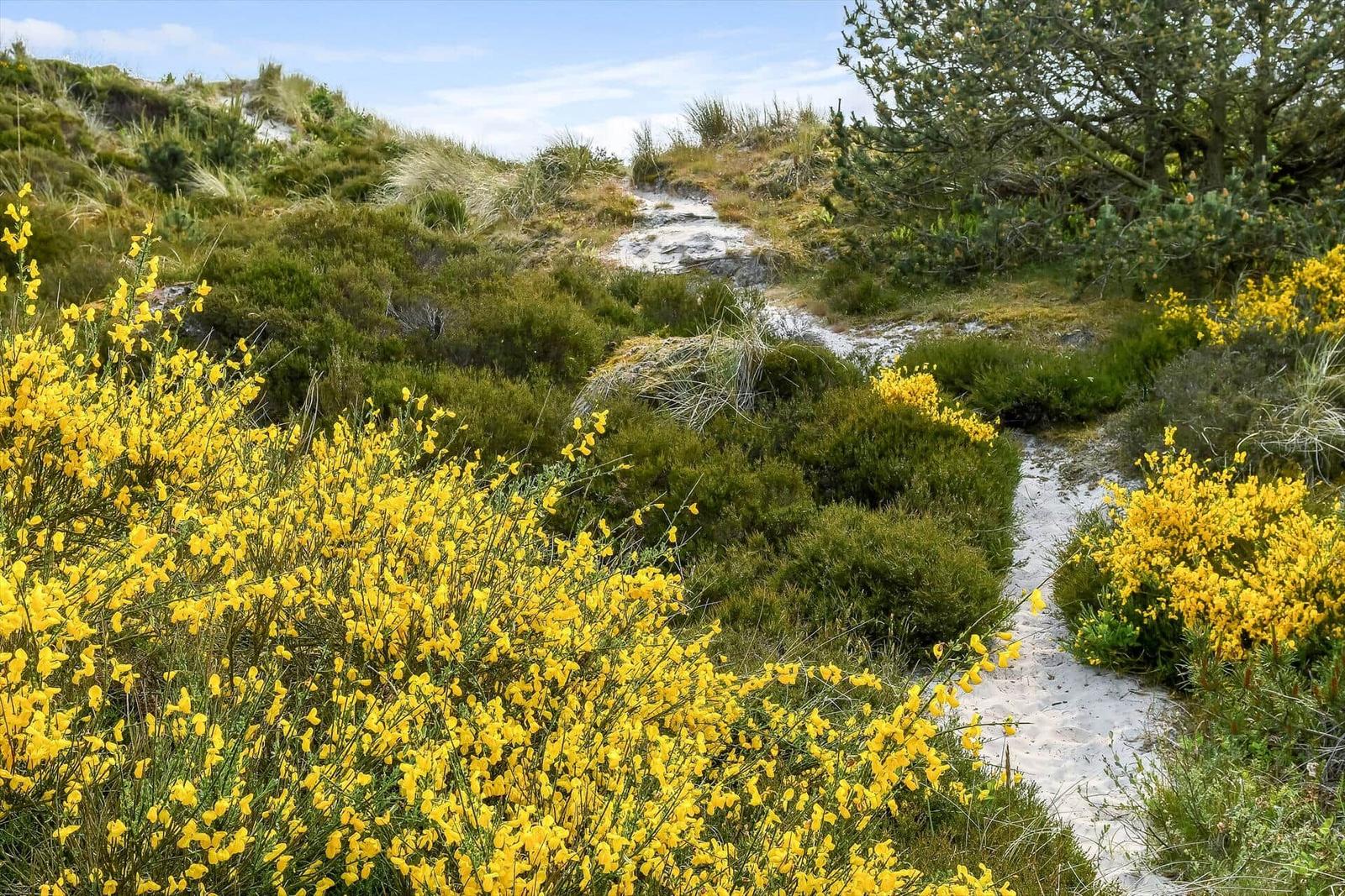 Path through dunes with yellow flowers and green areas under blue sky