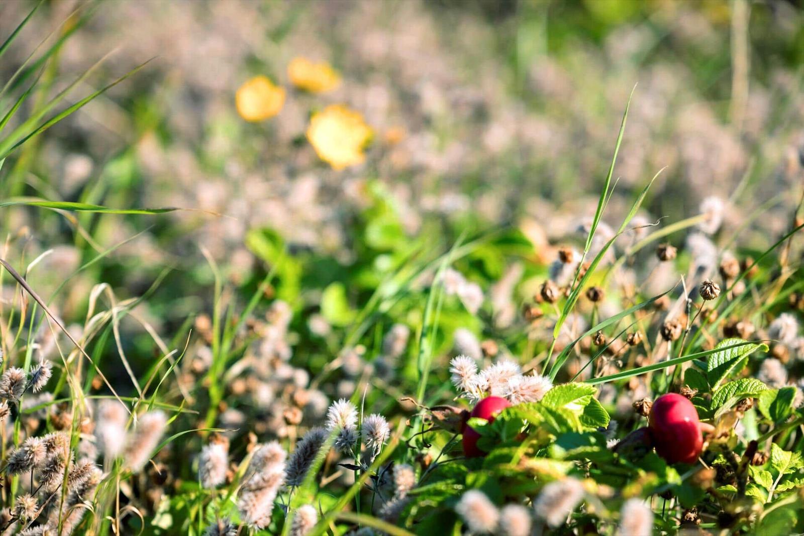 Red berries grow among grasses and white flowers outdoors.