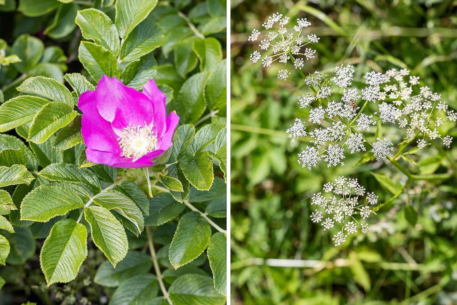 Lila Rose und weiße Blüten im Garten
