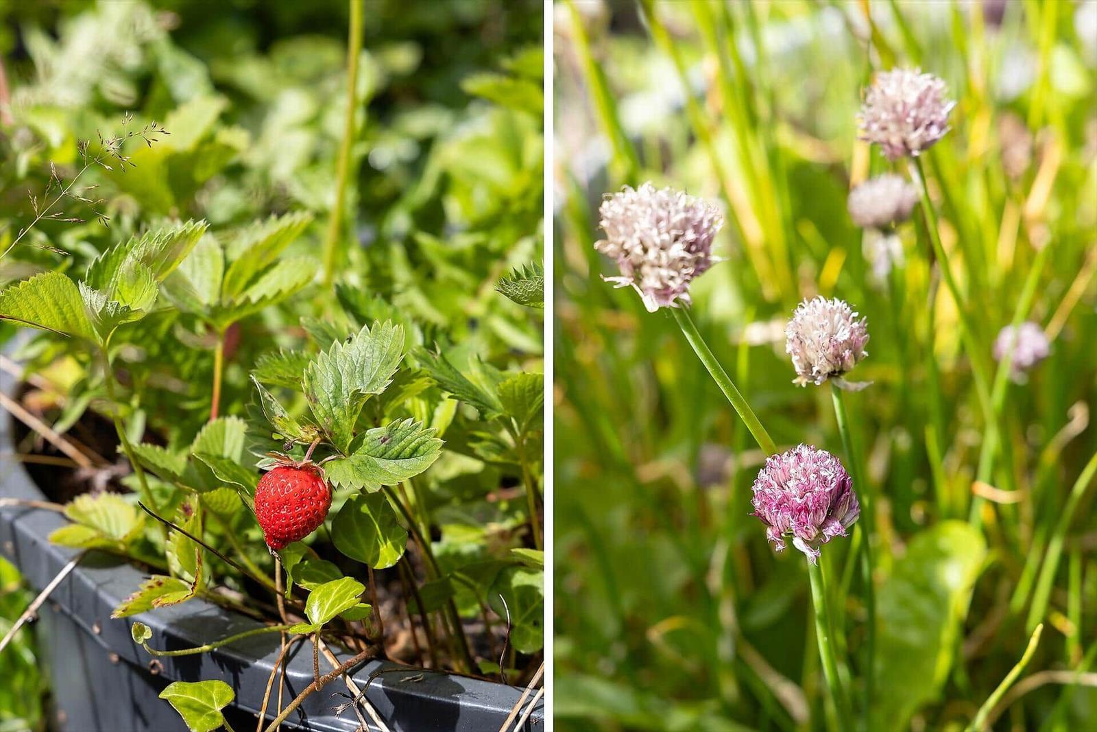 Reife Erdbeere im Topf und blühende Zwiebeln im Garten.