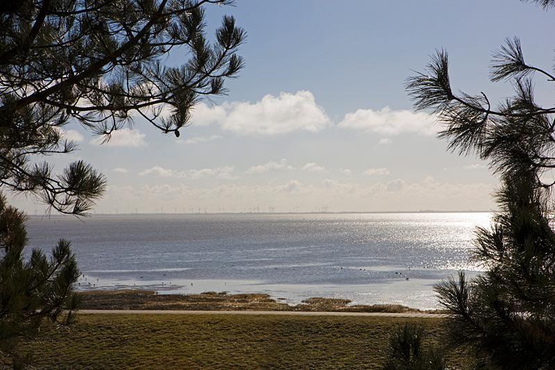 Meeransicht durch Nadelbaumzweige mit Windkraftanlagen am Horizont.