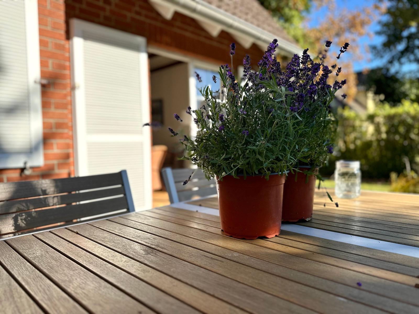 Lavendel in Töpfen auf einer Holzterrasse vor einem Haus mit rotem Backstein.