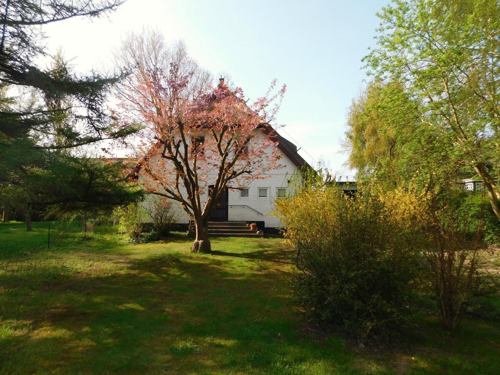 Weißes Haus mit Schopf und Blühbaum im Garten.