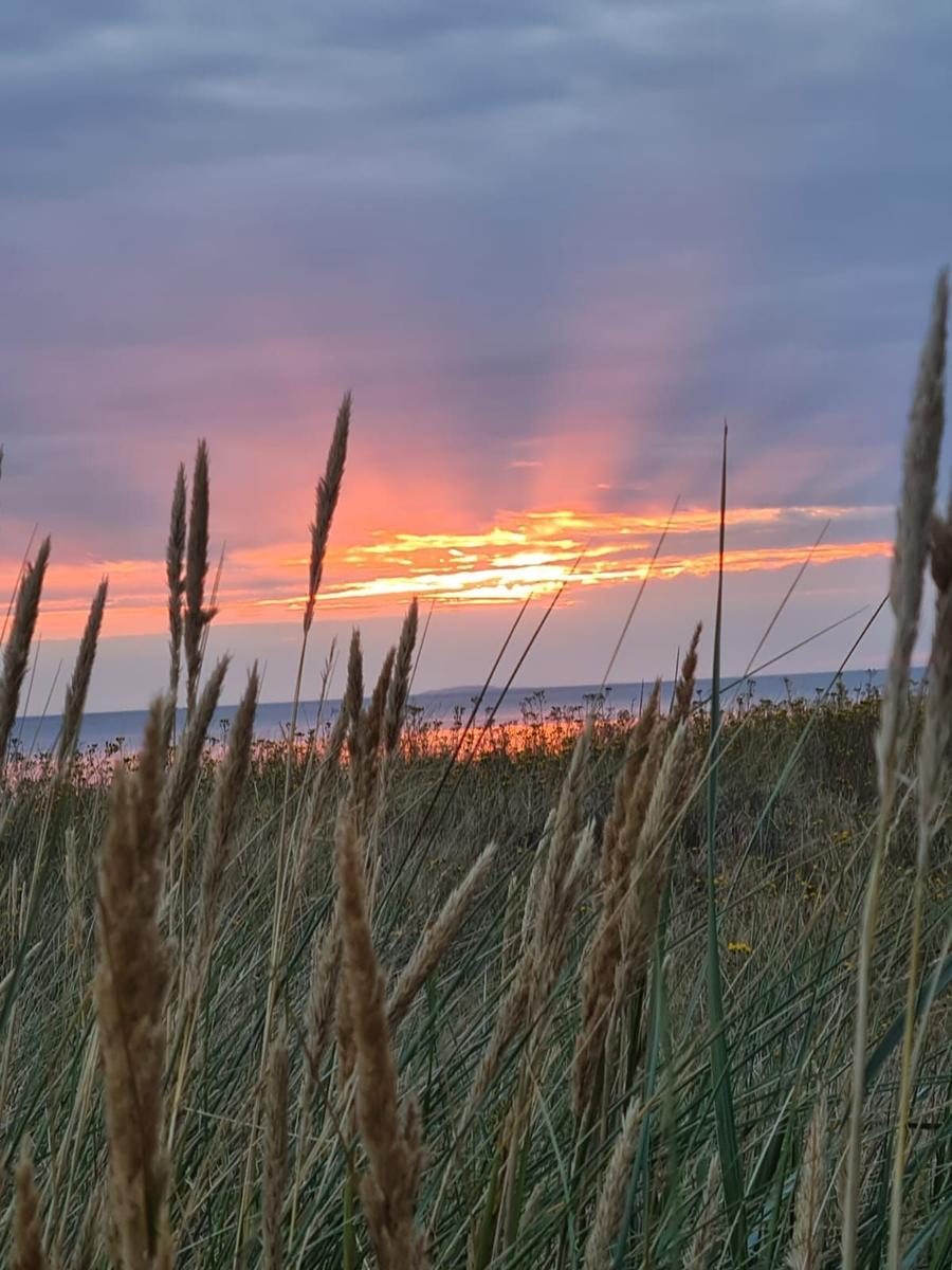 Sonnenuntergang über dem Meer mit Gräsern im Vordergrund