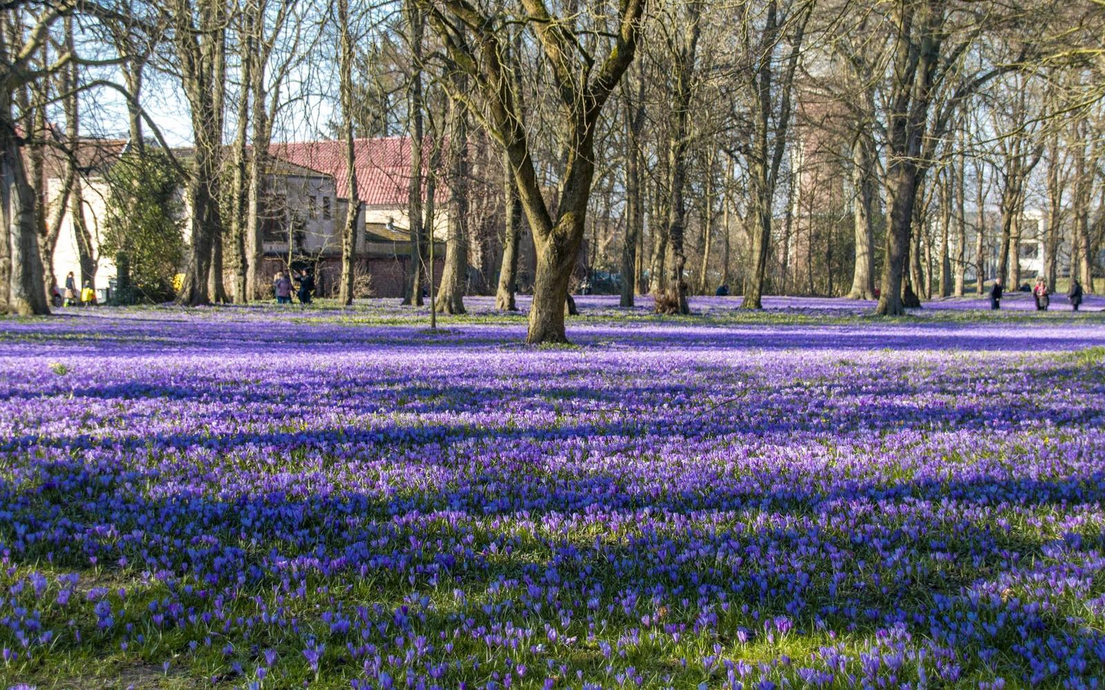 Krokusblüte Husum...