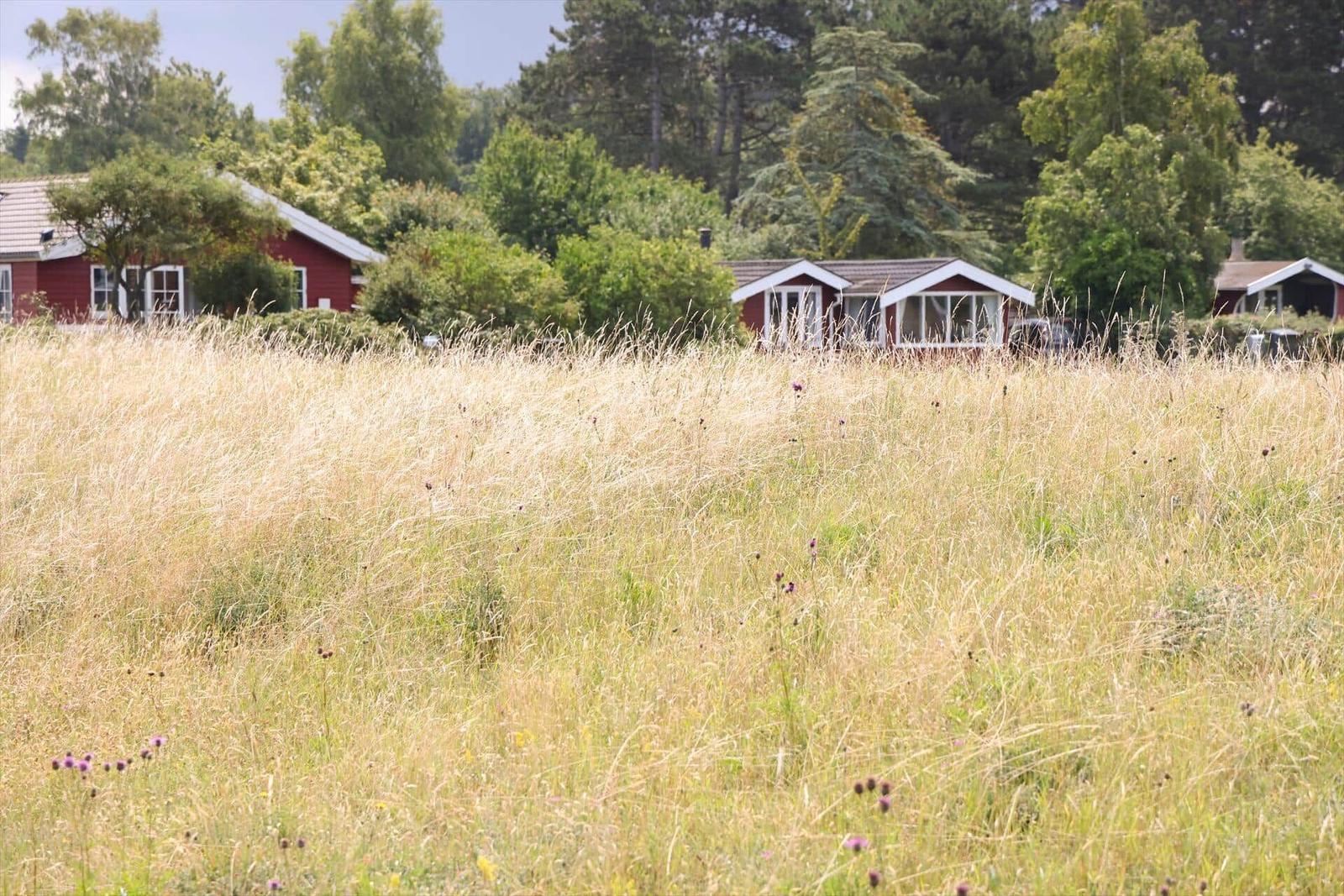 Hochgrasfeld mit roten Häusern und Bäumen im Hintergrund.