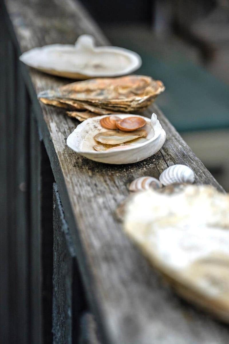 Verschiedene Muscheln und Schalentiere liegen auf einer Holzbrüstung.