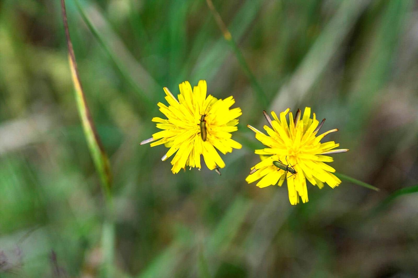 Zwei gelbe Löwenzahnblumen mit grünen Käfern darauf im Gras