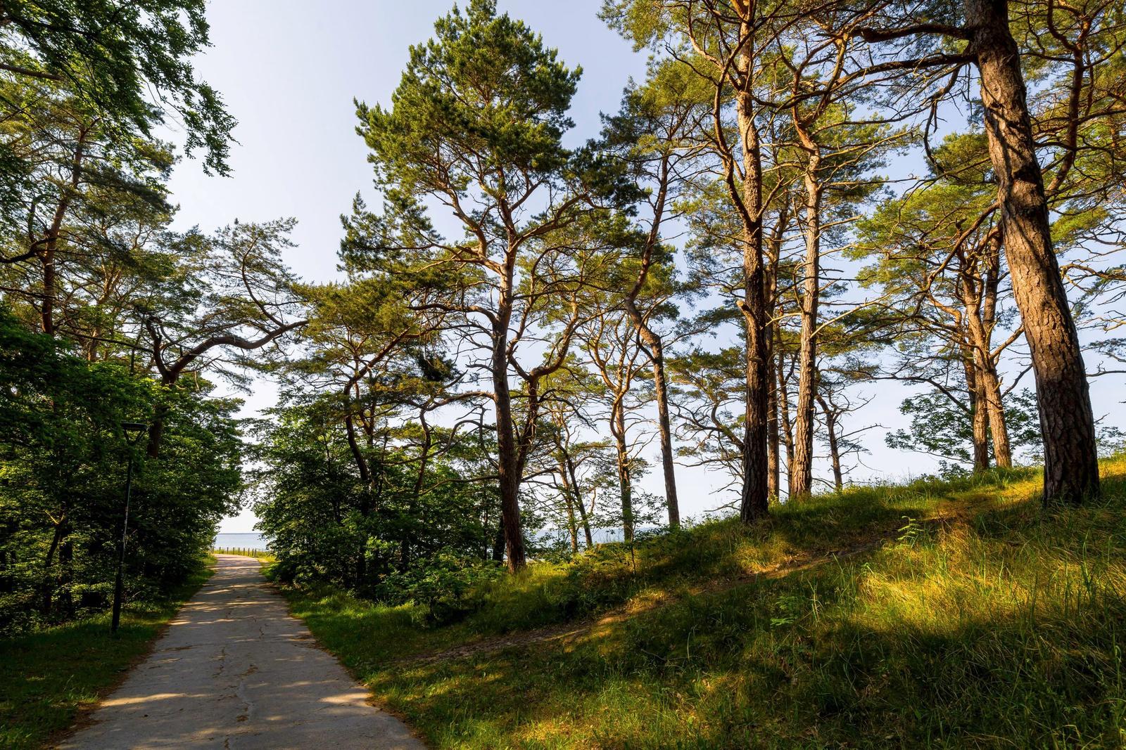 Pfad durch einen Wald mit hohen Bäumen und Blick auf das Meer.