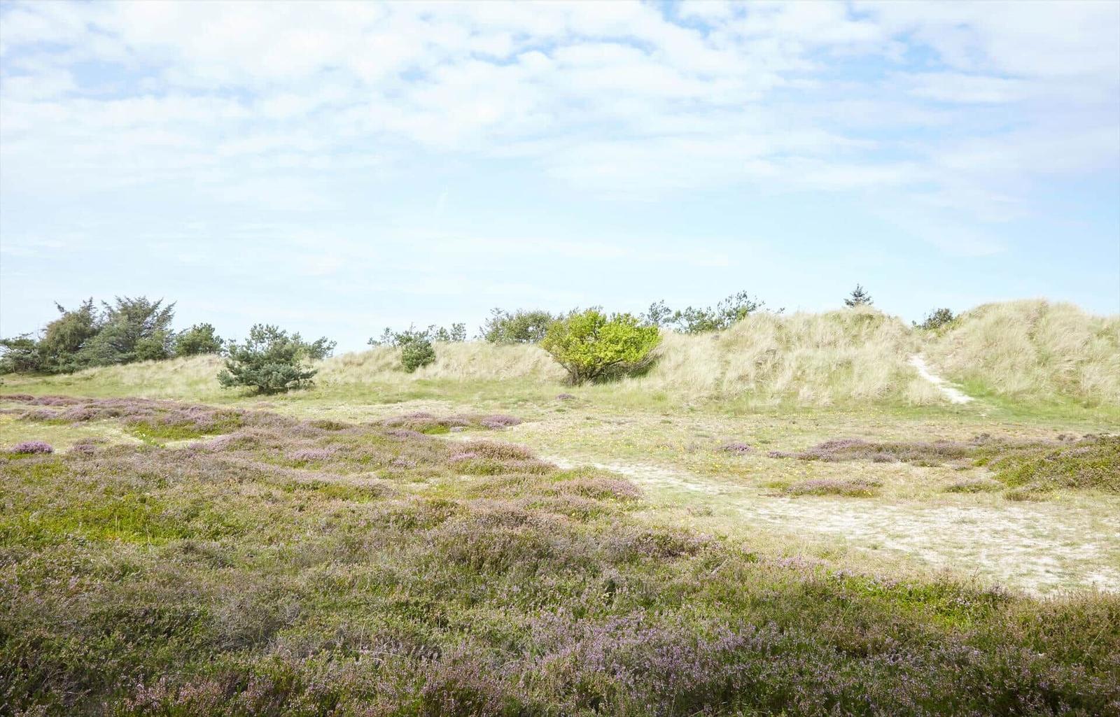 Natürlicher Blick auf Dünenlandschaft mit Heide und Bäumen unter blauem Himmel.