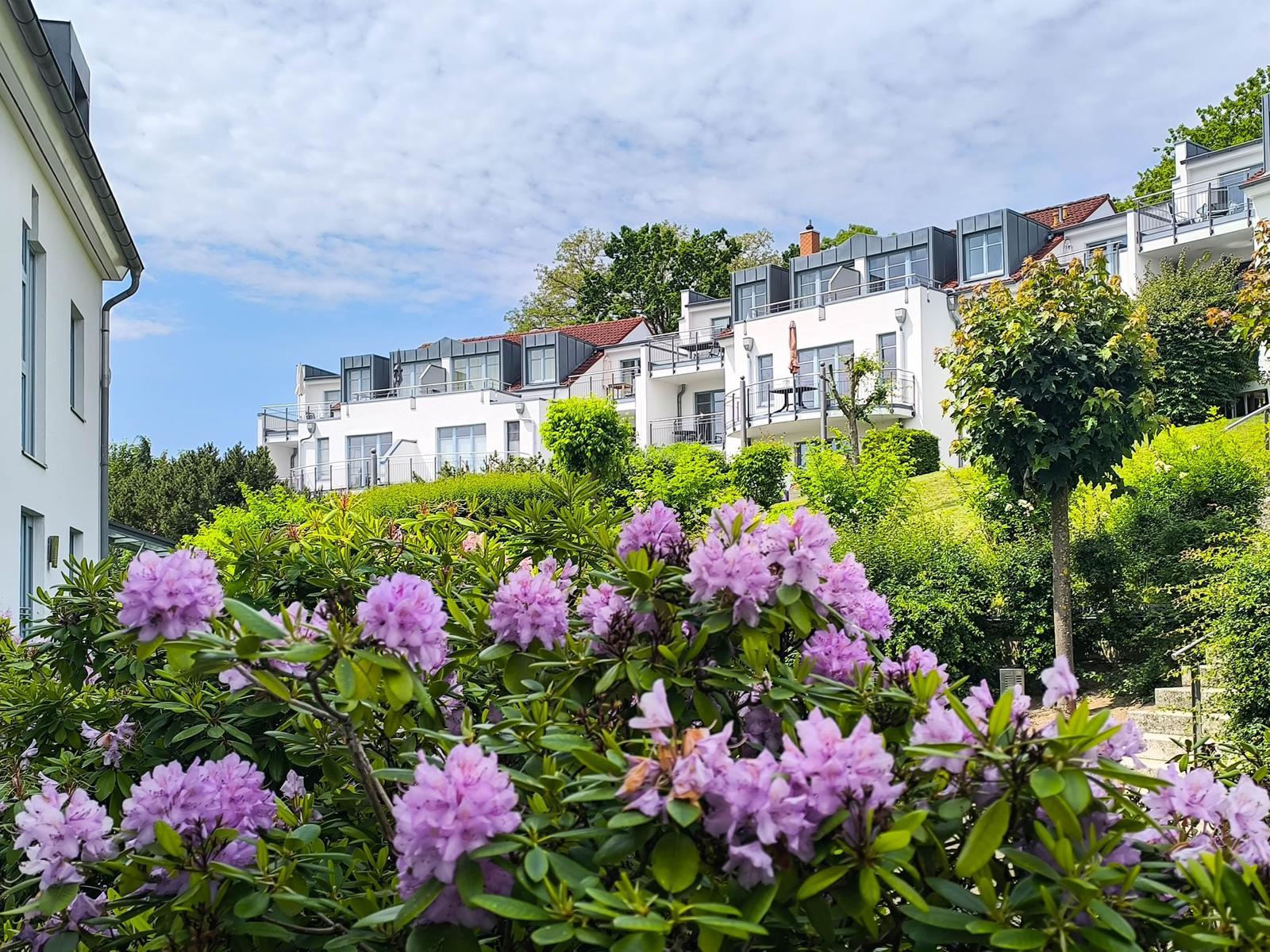Weiße Häuser mit Balkonen auf grüner Anhöhe, vorn lila Rhododendronblüten.