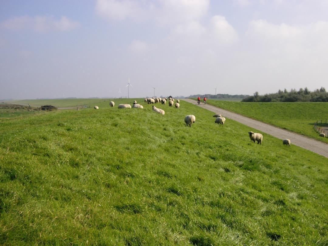 Grünes Feld mit Schafen und Fahrradfahrern. Windräder im Hintergrund.