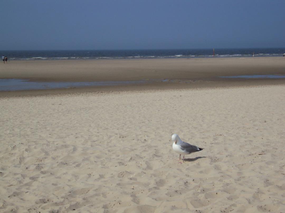 Eine Möwe steht auf dem Sandstrand. Im Hintergrund ist das Meer und der Horizont.