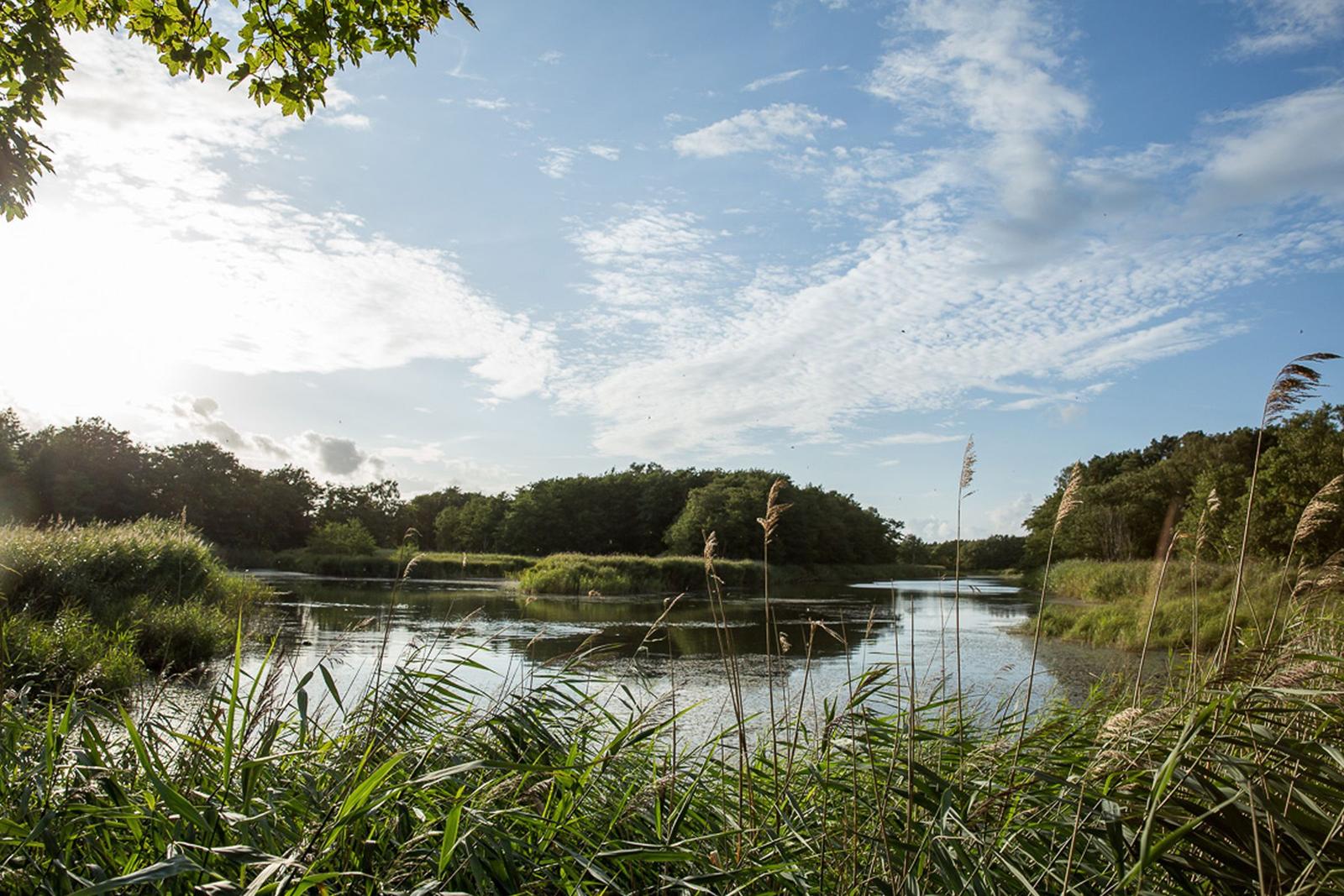 Ein ruhiger See mit Ufervegetation und Bäumen unter blauem Himmel mit weißen Wolken.