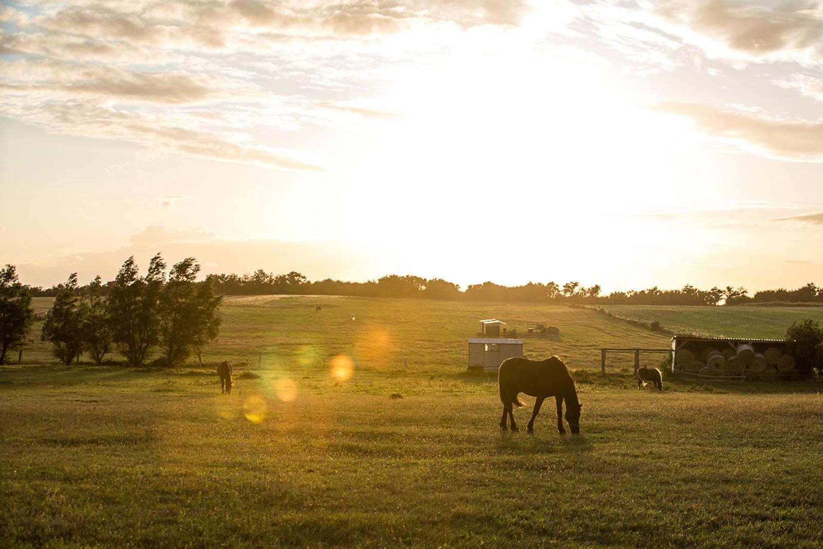 Horse grazes in a field at sunset with trees and farm buildings visible.