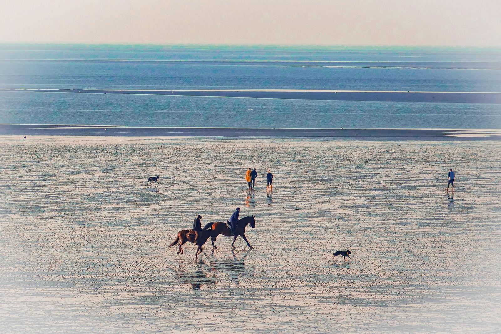 Reiter und Hunde bewegen sich über einen nassen Strand mit Wasserflächen im Hintergrund.