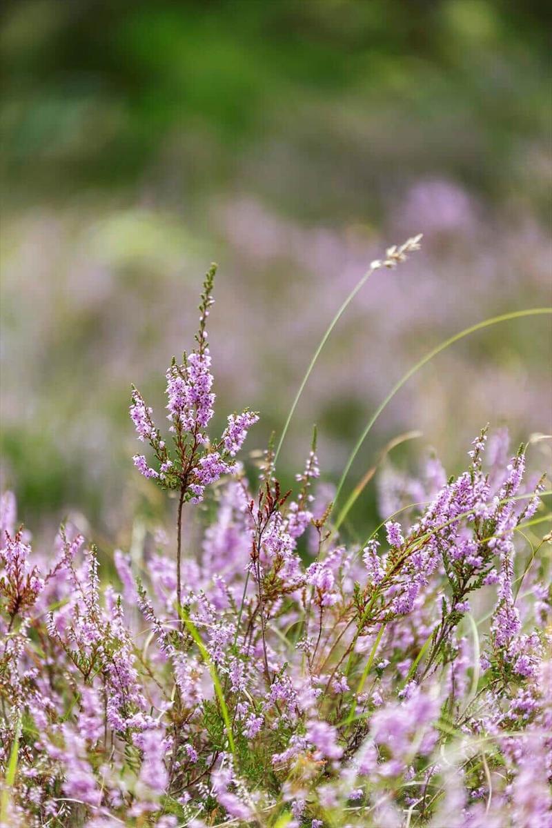 Lavendelblüten im Freien mit grüner Vegetation im Hintergrund.