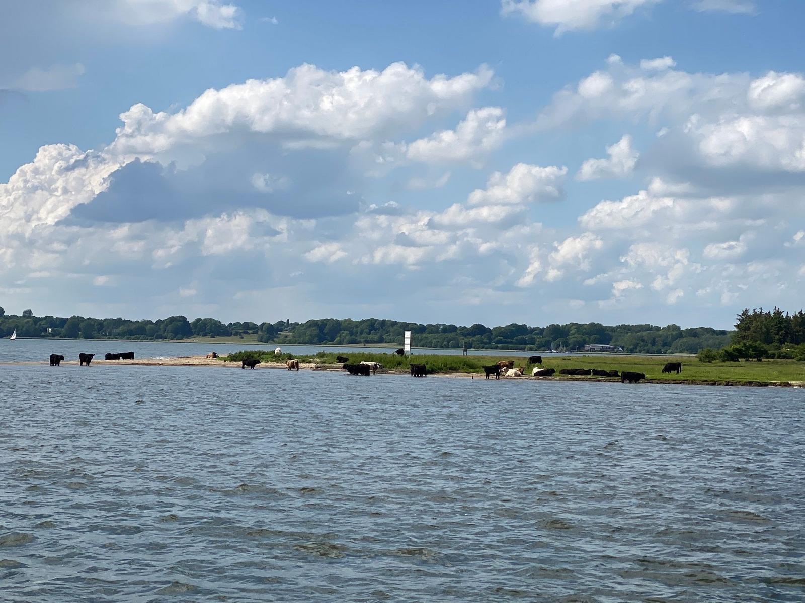 Kühe grasen an einem Strand unter blauem Himmel mit weißen Wolken.