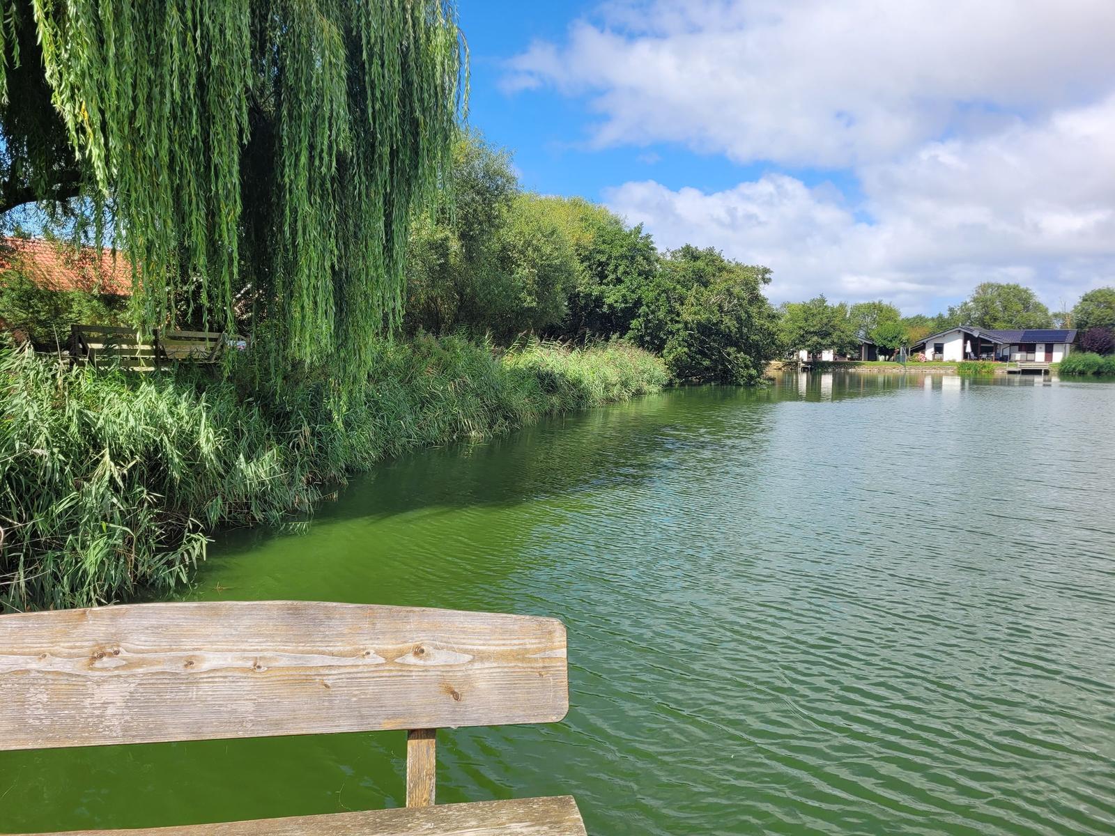 Holzbank am Seeufer unter Weiden und Gräsern. Im Hintergrund Häuser und Bäume.