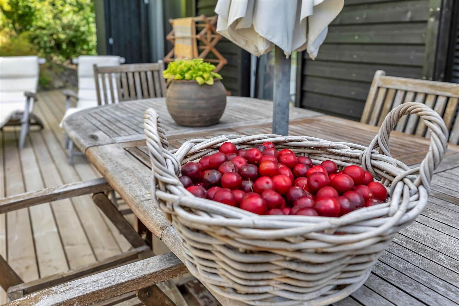 Ein Korb mit roten Kirschen steht auf einem Holztisch im Garten.