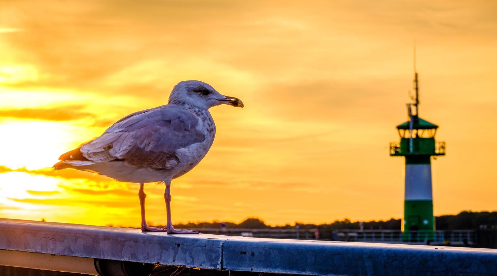 Eine Möwe steht auf einer Brüstung vor einem Leuchtturm bei Sonnenuntergang.