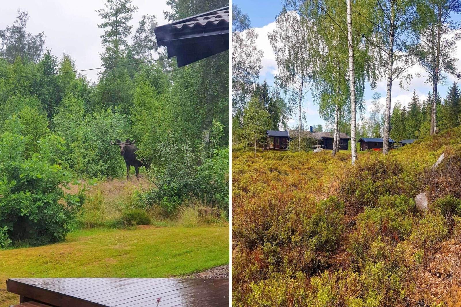 Ein Moosbeutel steht im Wald. Im Hintergrund sind Holzhäuser unter Bäumen.
