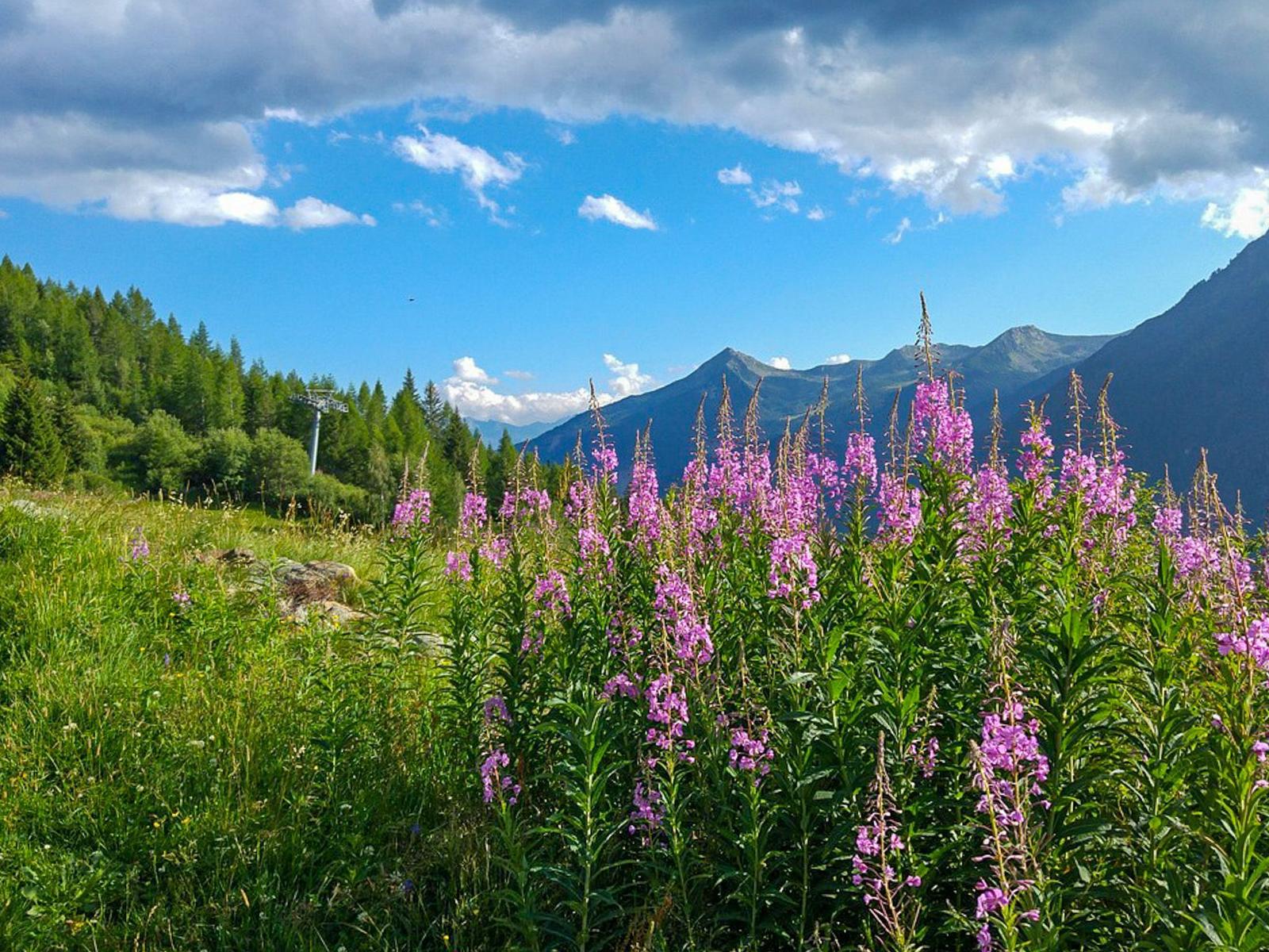 Vor dem Haus blühen rosa Fireweed-Blumen. Im Hintergrund sind Berge und ein Skilift sichtbar.
