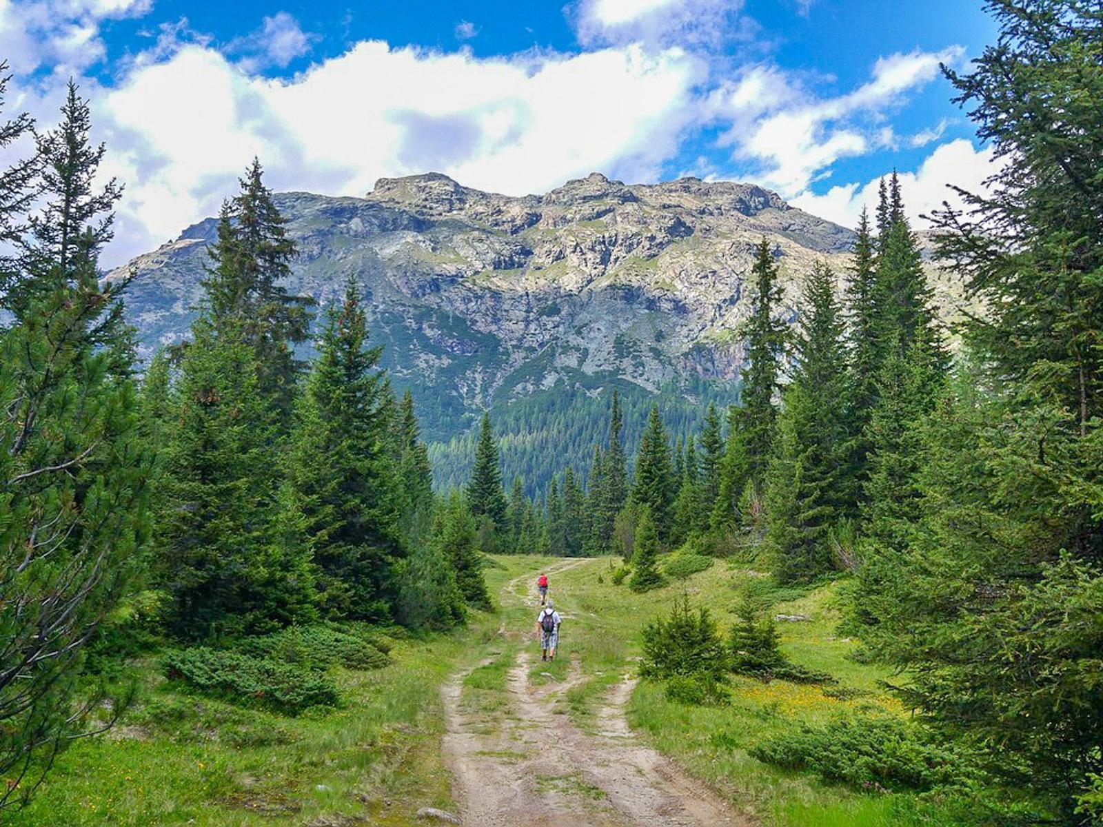 Zwei Wanderer gehen einen Waldweg entlang, umgeben von Nadelbäumen und Bergen unter blauem Himmel.