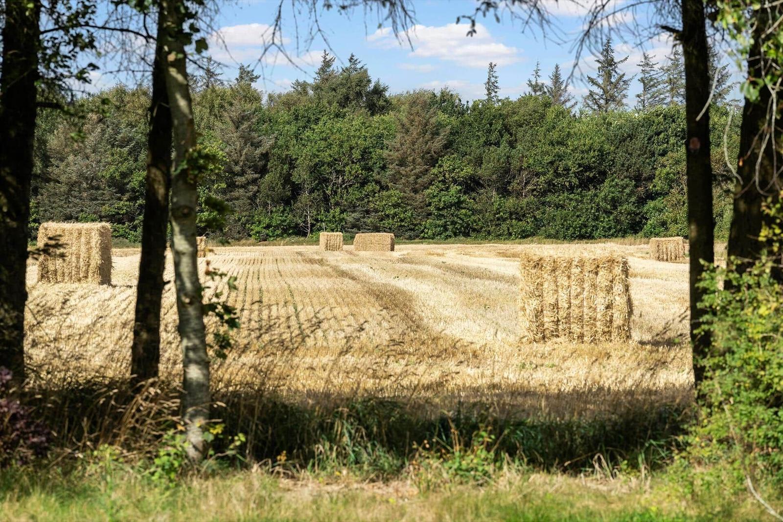 Ein Feld mit Heuhaufen, umgeben von Bäumen und Wald. 