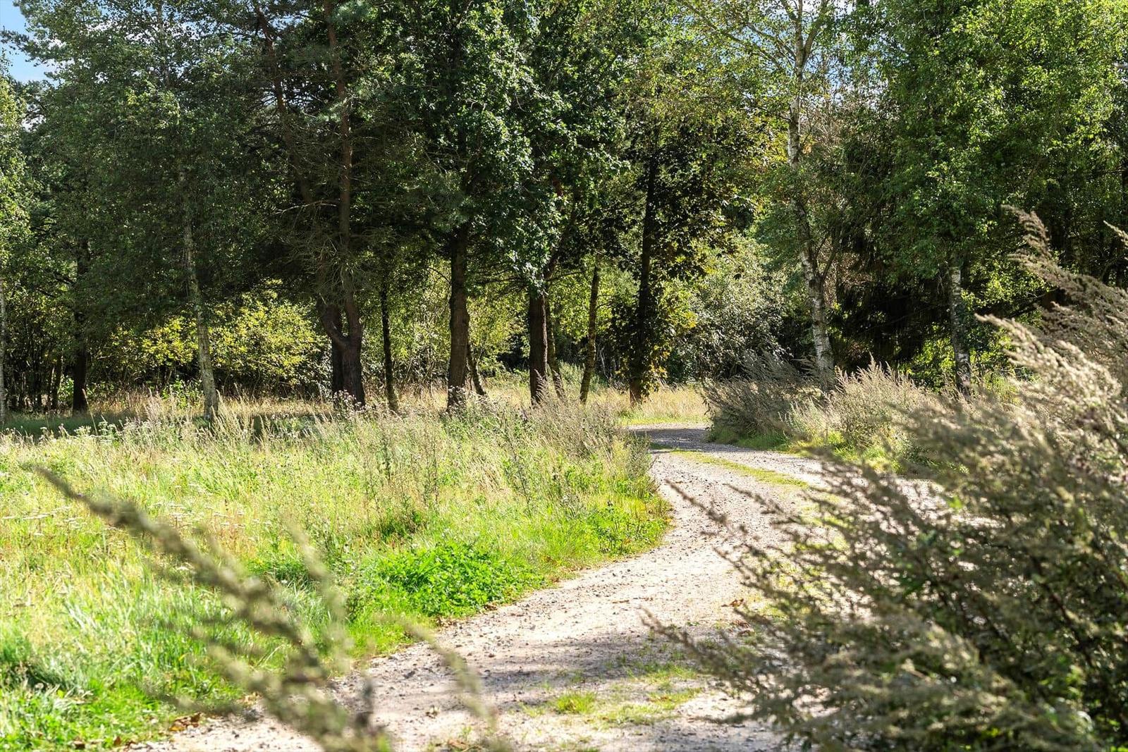 Ein gravelweg führt durch einen bewaldeten Bereich mit hohem Gras und Bäumen.