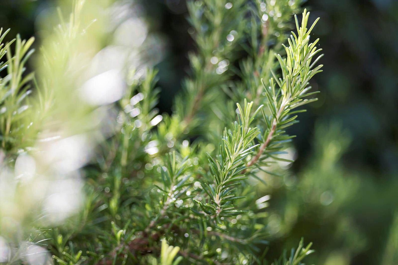 Close-up of rosemary branches with sunlight in the background.