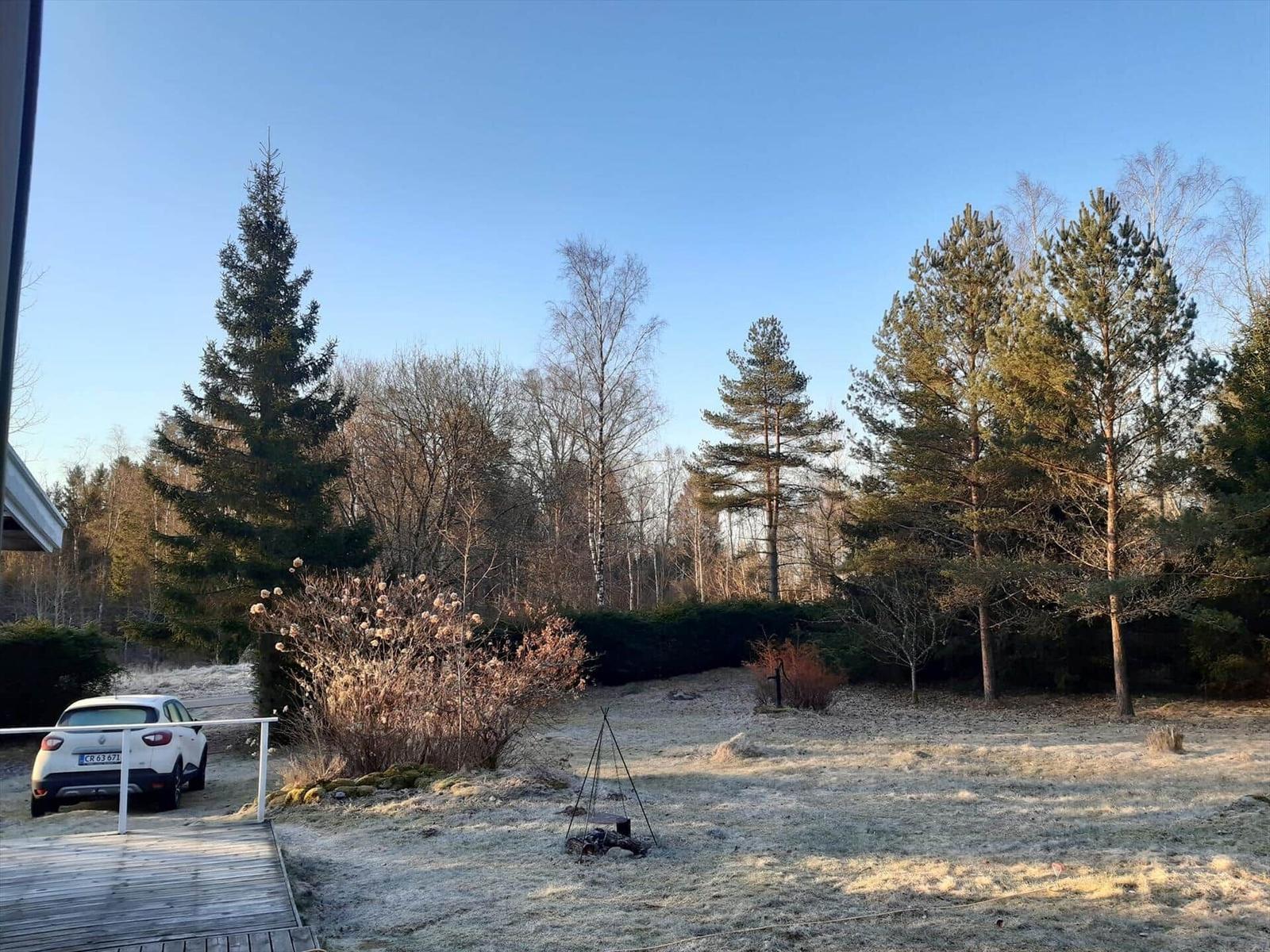 Frosted yard with pine trees, a parked car, and a fire pit.