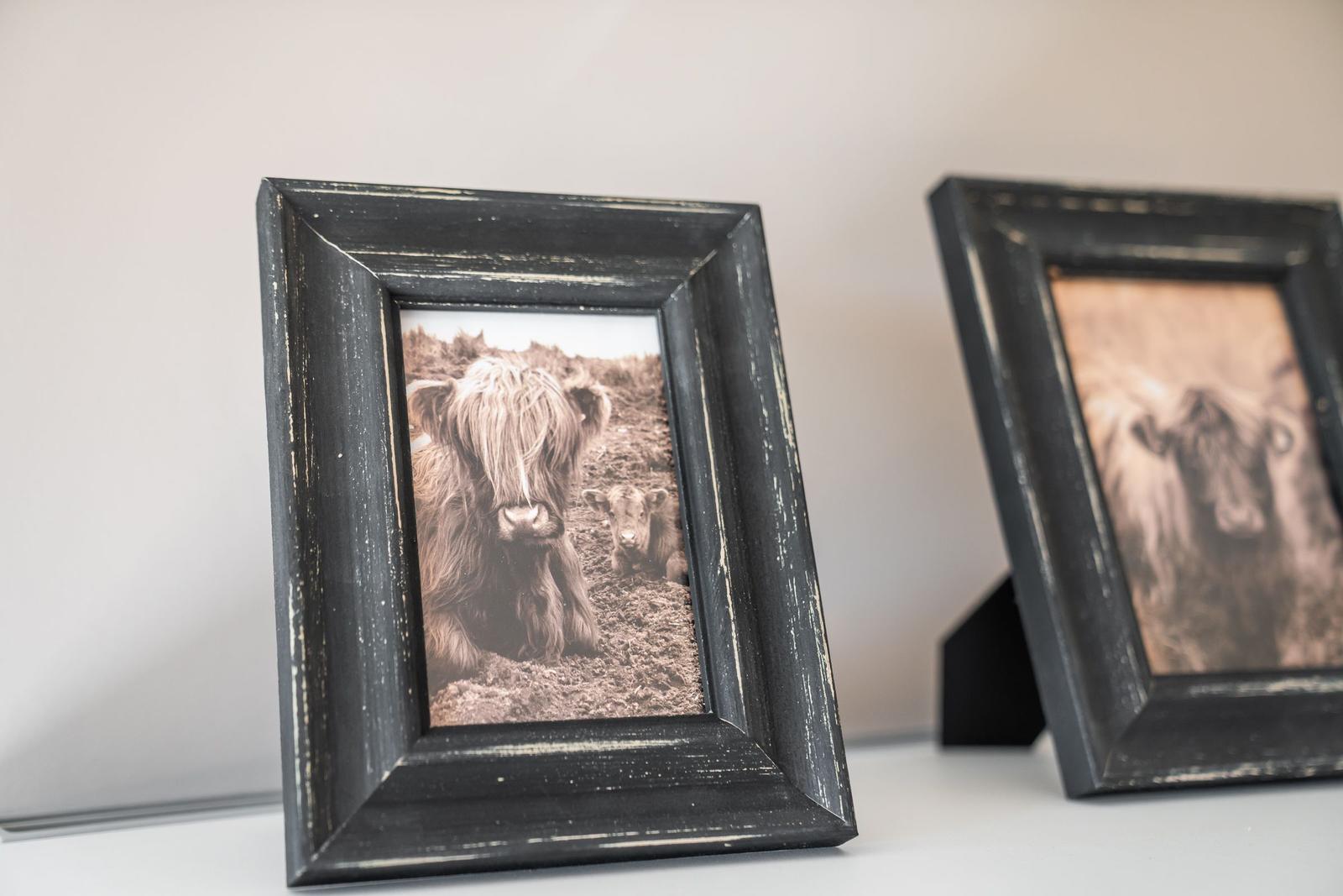 Two framed photos of Highland cattle stand on a surface.